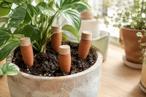 Quatre cônes d’arrosage en terre cuite avec bouchons en bois, près d’un pot au terreau humide.
