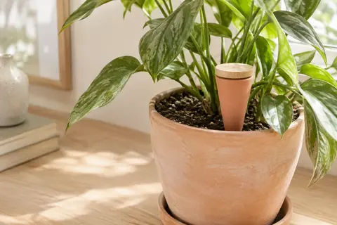 Oya d’arrosage en argile rose avec bouchon en bois, planté dans un pot près d’une plante feuillue.